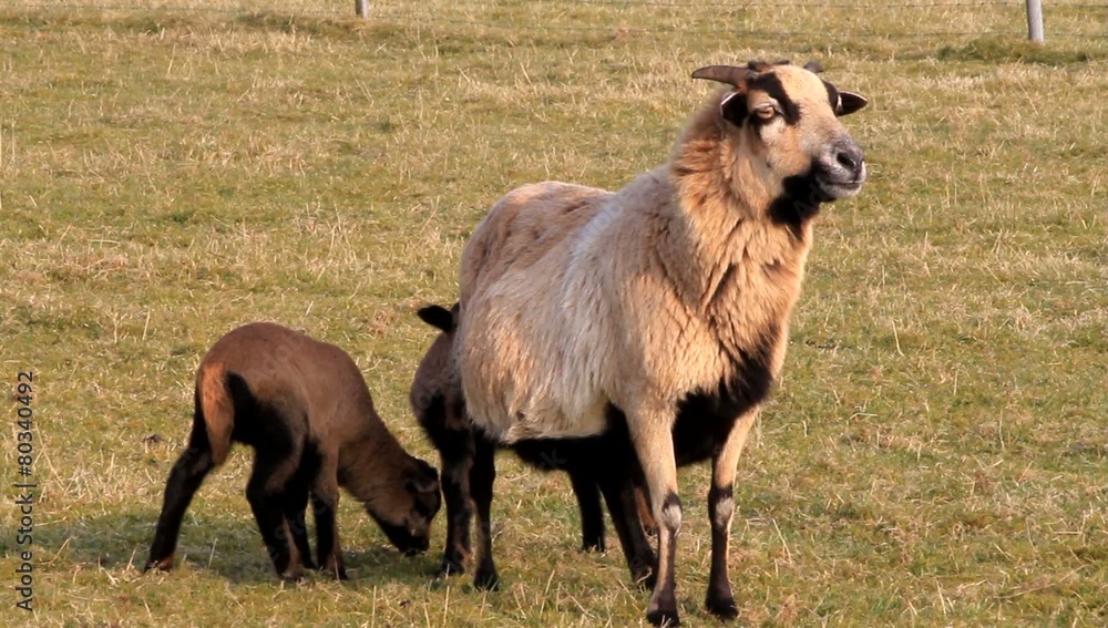 spring, ewe, sheep with her lambs, brown, outside spring, ewe, sheep with her lambs, brown, outside