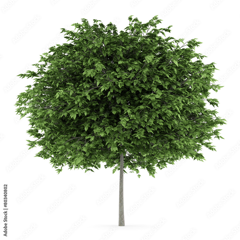 cigar tree isolated on white background cigar tree isolated on white background