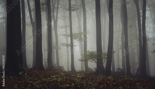 misty forest