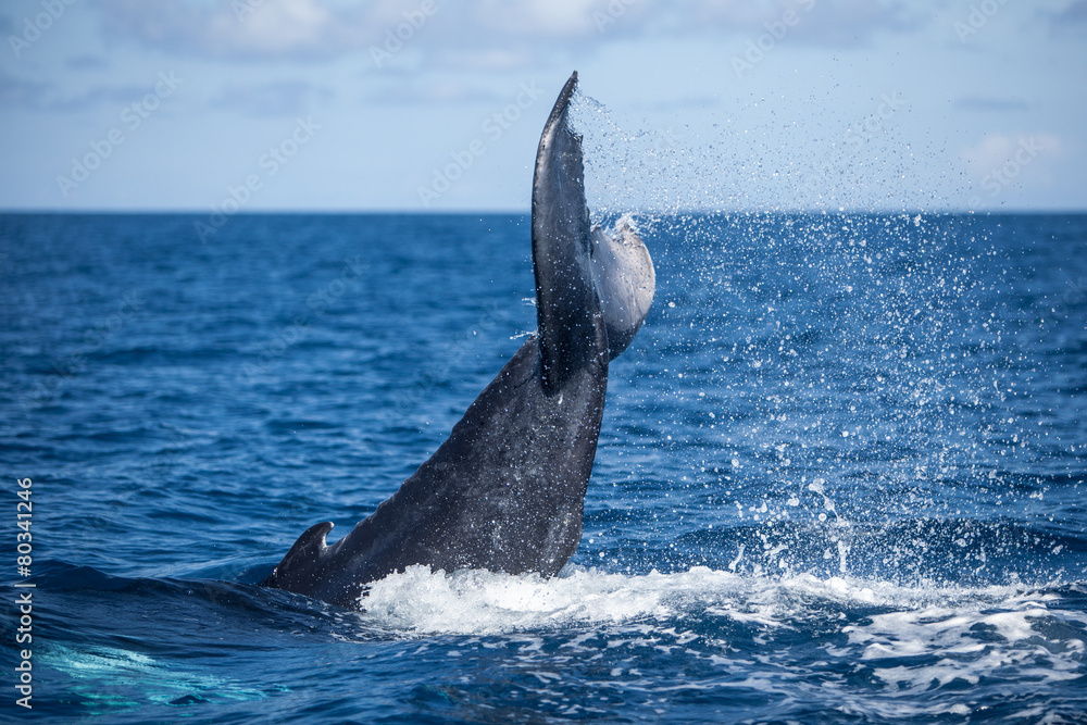 Obraz premium Humpback Fluke