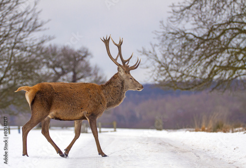 Red deer at winter  London  UK