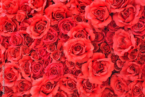 Rose Background