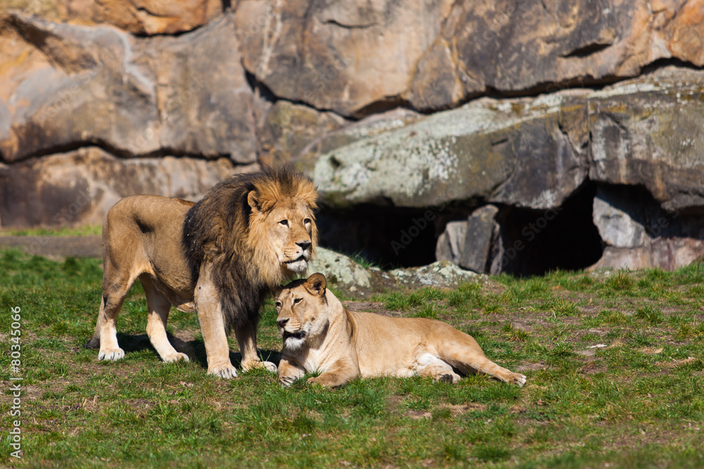 Lion and Lioness. Lion Couple. Male and Female Lions Lion and Lioness. Lion Couple. Male and Female Lions