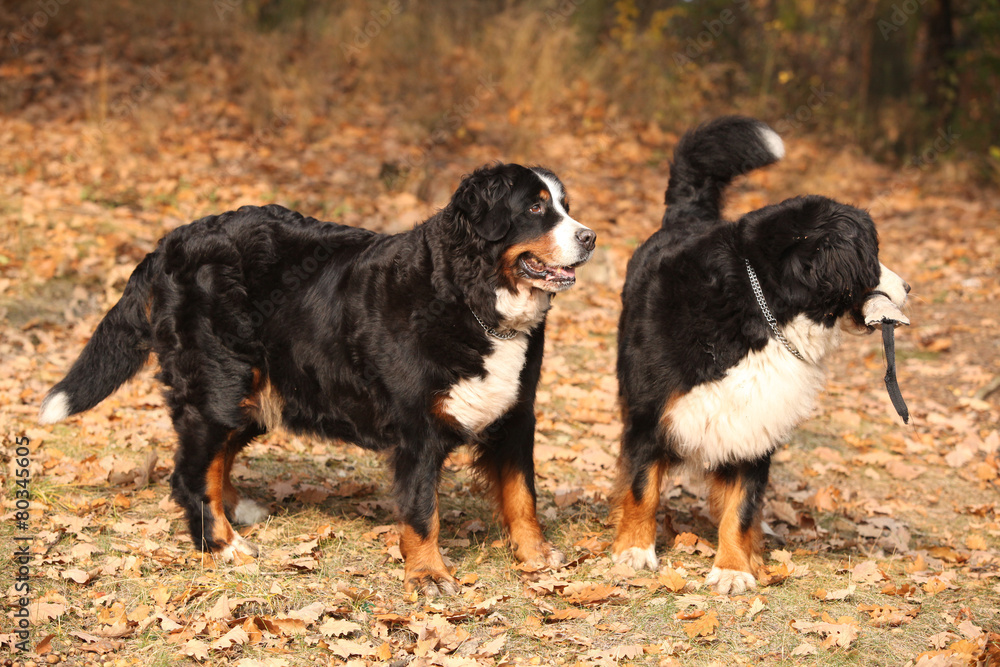 Gorgeous bernese mountain dogs standing in autumn forest
