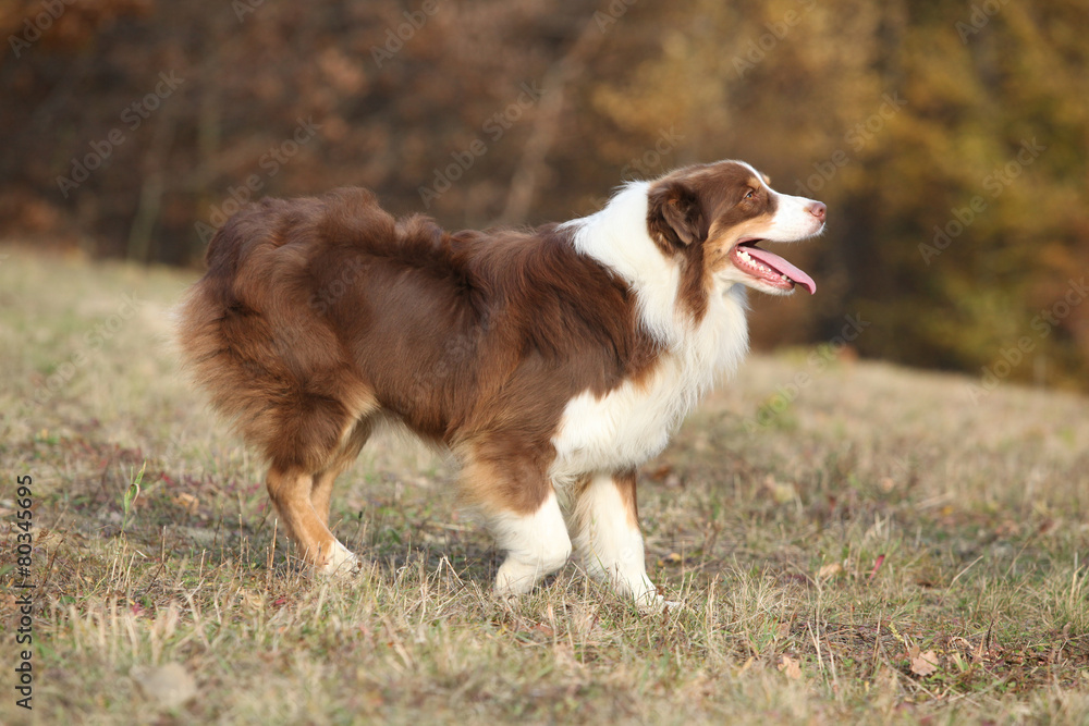 Amazing beautiful australian shepherd Amazing beautiful australian shepherd