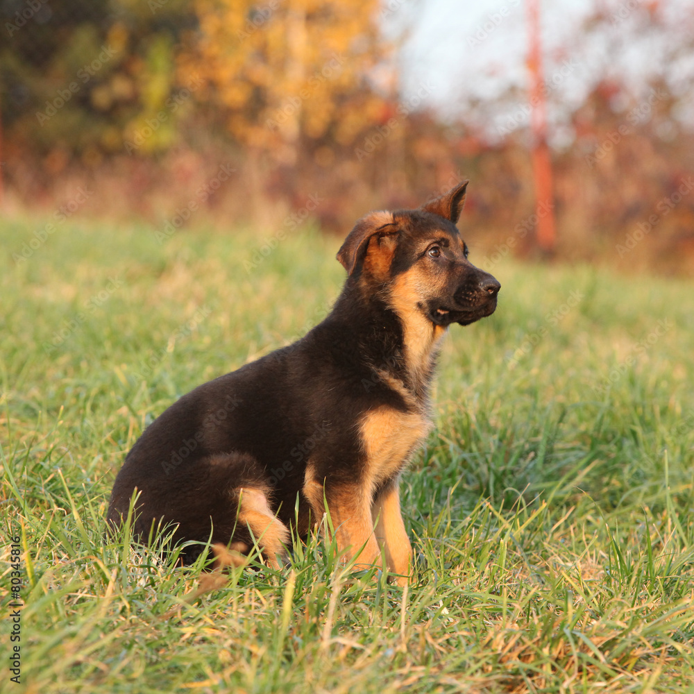 Gorgeous puppy of german shepherd sitting Gorgeous puppy of german shepherd sitting