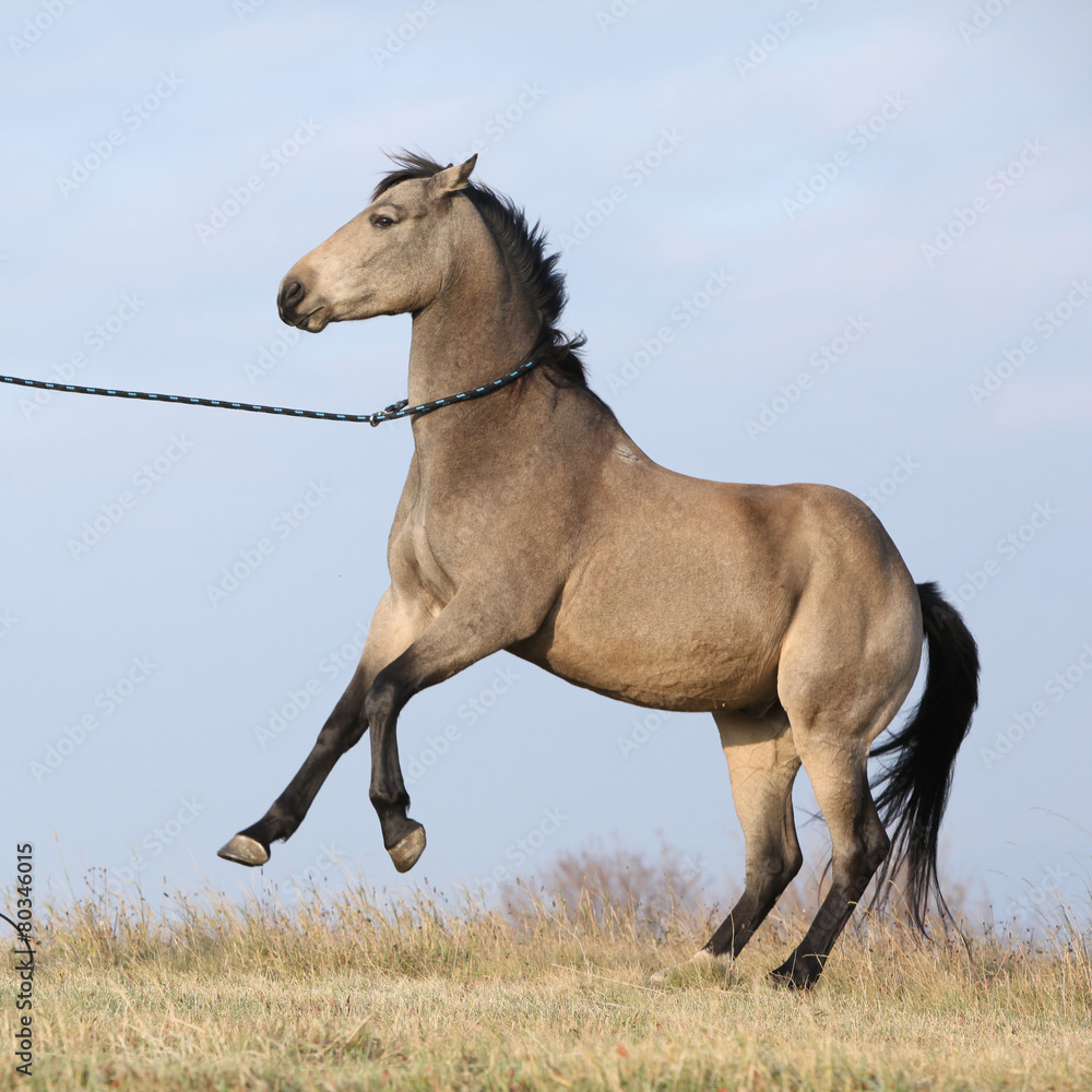 Fototapeta premium Beautiful bay quarter horse prancing