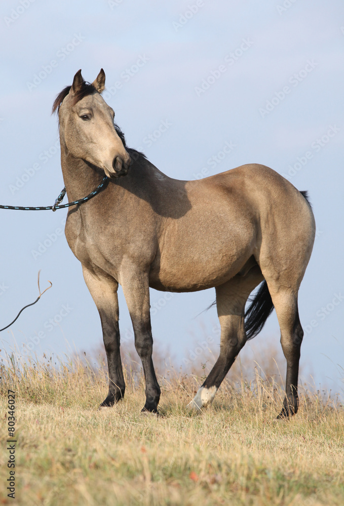 Obraz premium Nice bay quarter horse