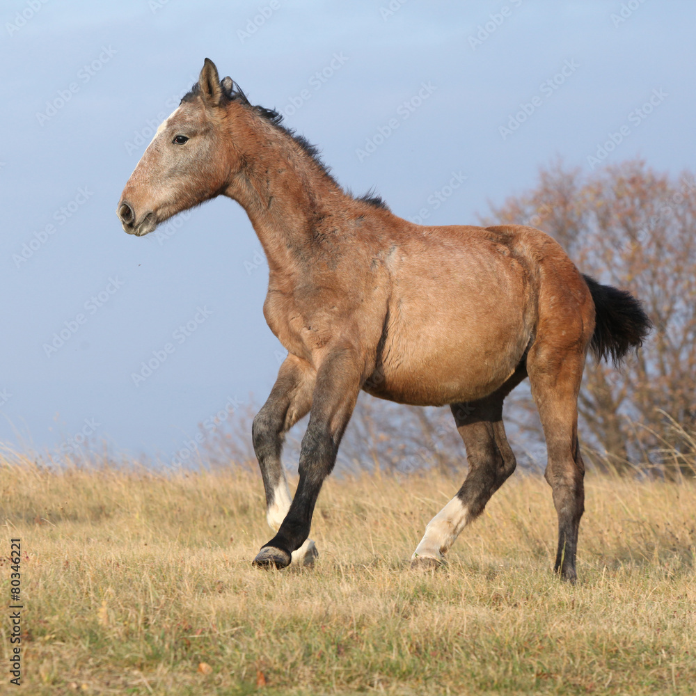 Nice young horse running in freedom Nice young horse running in freedom