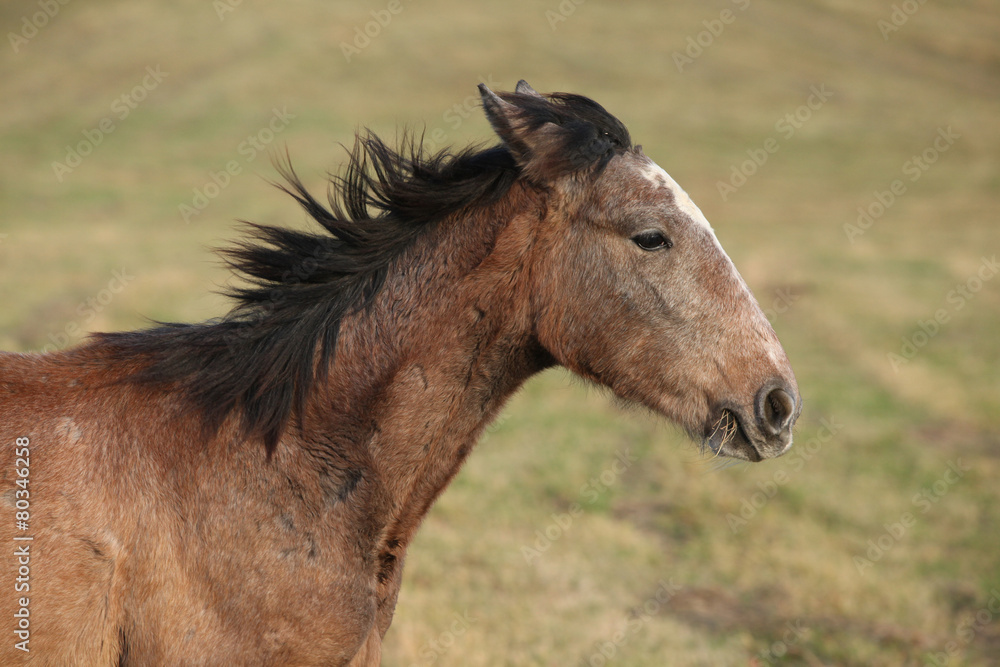 Obraz premium Young brown horse running