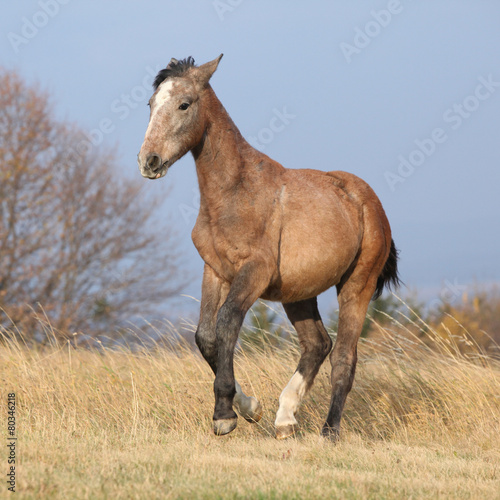 Nice young horse running in freedom