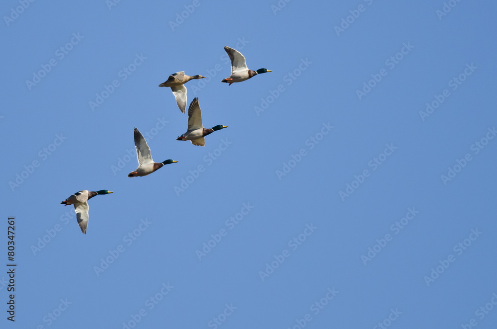 Flock of Mallard Ducks Flying in a Blue Sky