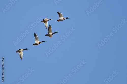 Flock of Mallard Ducks Flying in a Blue Sky