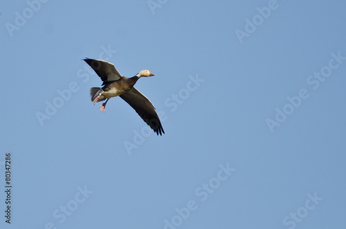 Blue Goose Flying in a Blue Sky