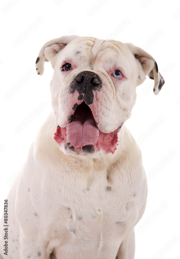 Weisser Boxer Hund