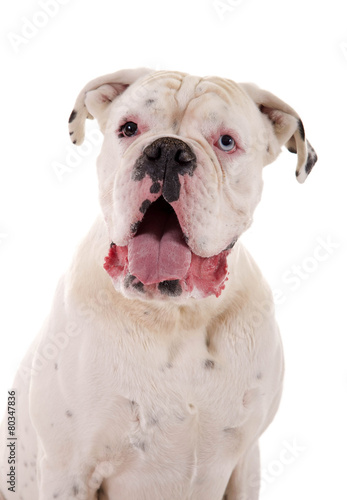 Weisser Boxer Hund © grafikplusfoto