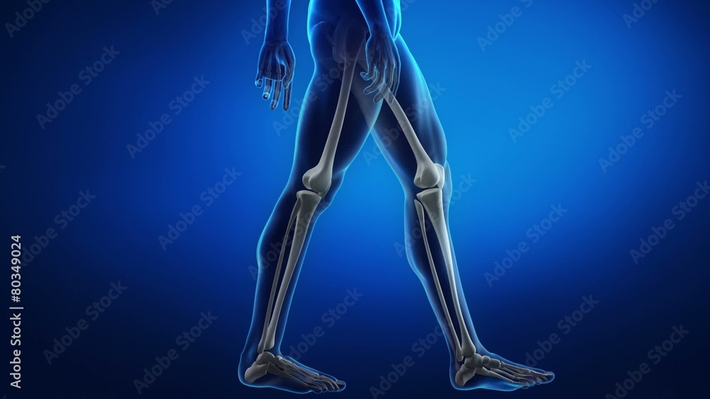 Skeleton x-ray scan in blue LEG and knee Skeleton x-ray scan in blue LEG and knee