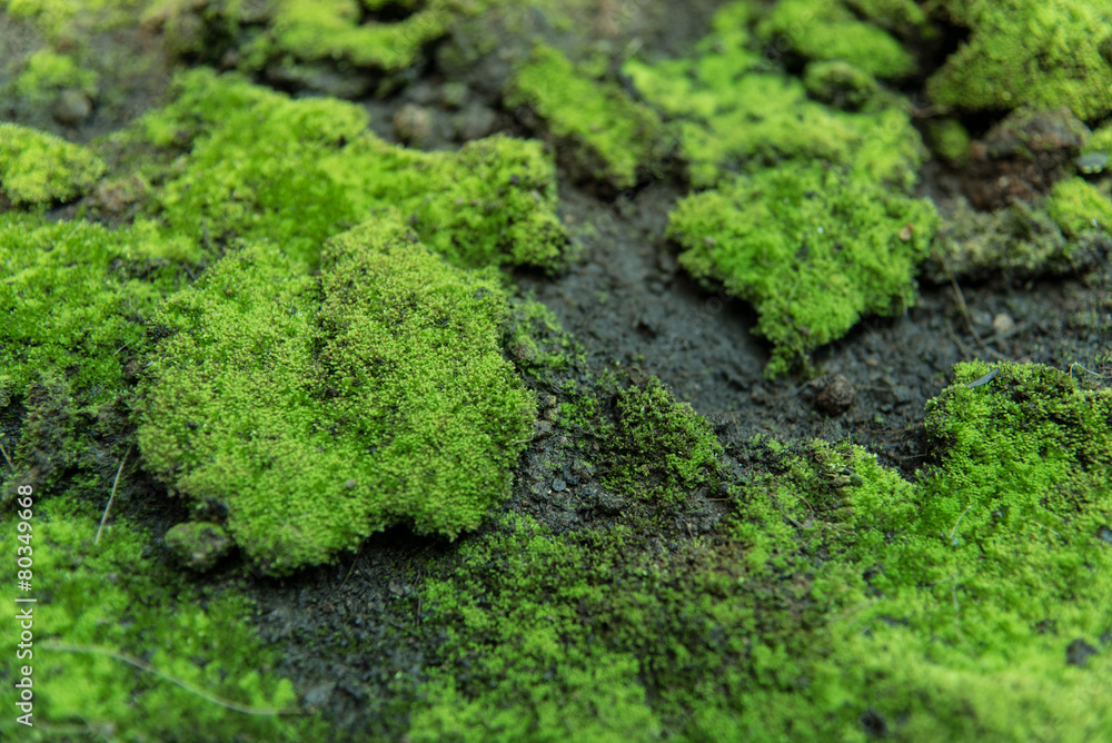 Obraz premium nature moss