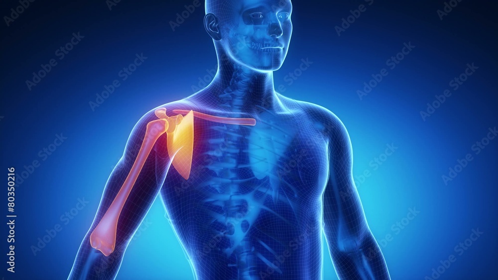 SHOULDER joint skeleton x-ray scan in blue SHOULDER joint skeleton x-ray scan in blue