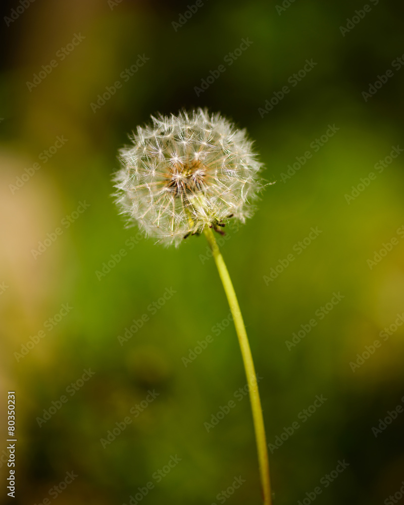 Fototapeta premium Italian dandelion
