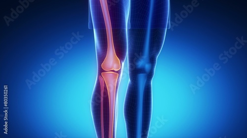 KNEE skeleton x-ray scan in blue photo