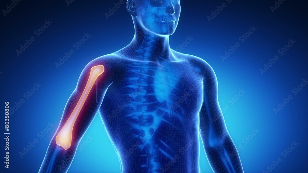 HUMERUS bone skeleton x-ray scan in blue HUMERUS bone skeleton x-ray scan in blue