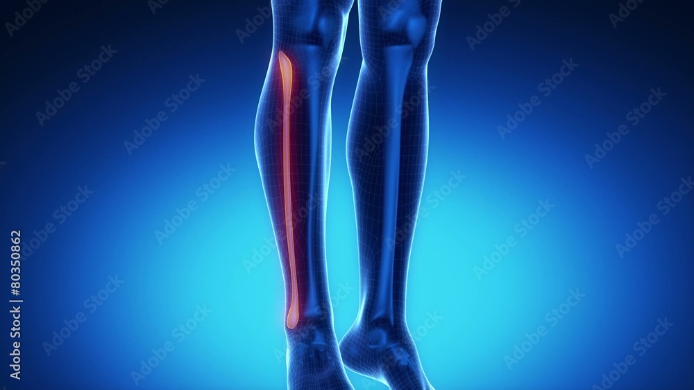 FIBULA bone skeleton x-ray scan in blue FIBULA bone skeleton x-ray scan in blue