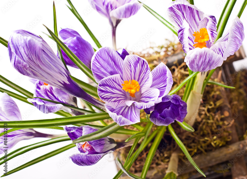 Spring Crocus flowers Spring Crocus flowers