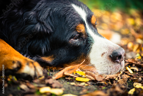 Bernese mountain dog resting in autumn