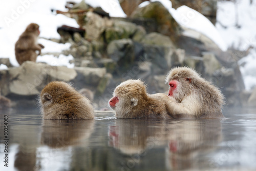 雪の露天温泉に浸かる猿の親子 photo