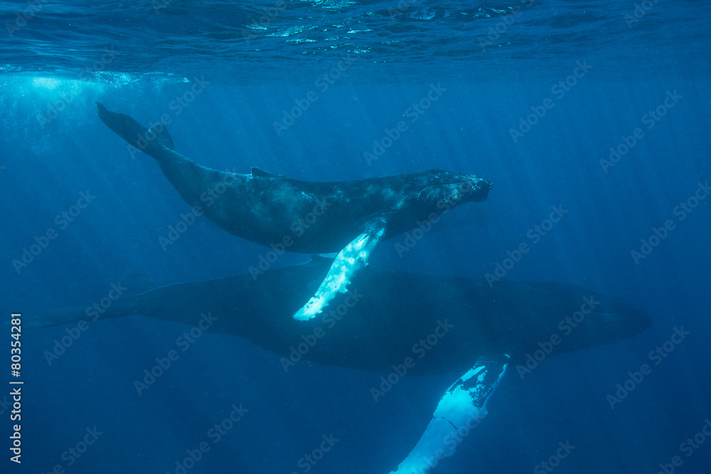 Naklejka premium Humpback Whales Swimming