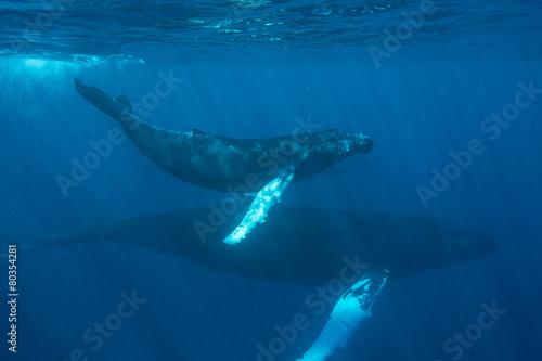 Humpback Whales Swimming