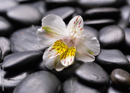 White gorgeous orchid on zen pebbles