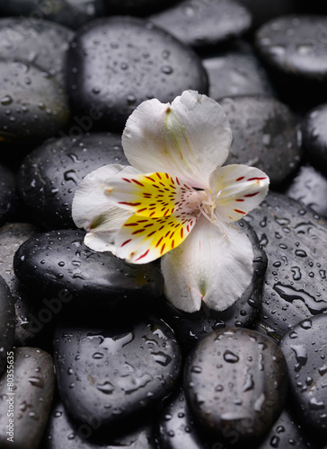 gorgeous orchid on wet pebbles