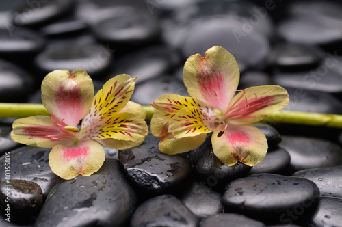 Colorful new orchid with bamboo grove on pebbles