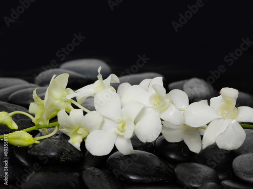 Set of white branch orchid on zen stones