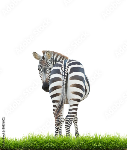  zebra with green grass isolated