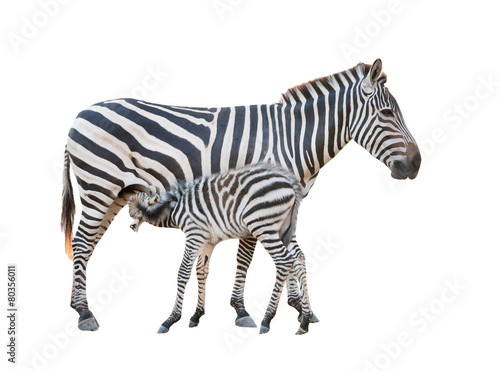 Zebra was breastfeeding