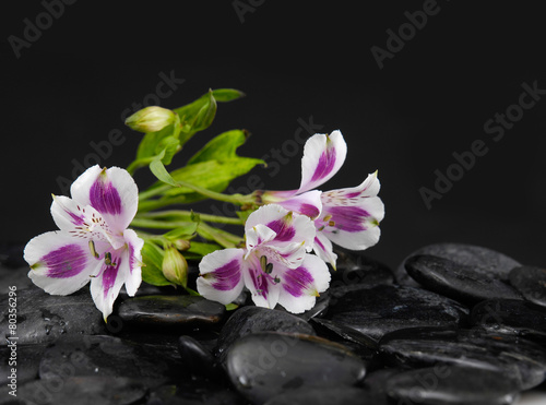 beautiful orchid and back stones-black background