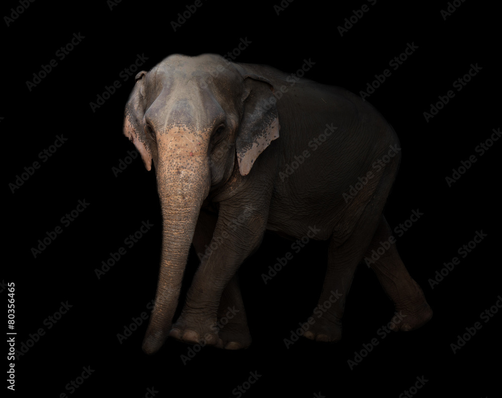 Obraz premium asia elephant