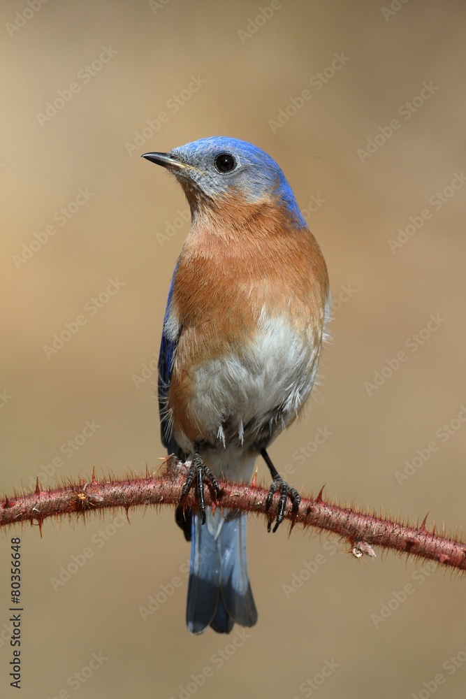 Fototapeta premium Male Eastern Bluebird