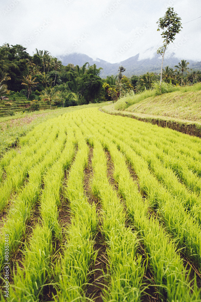 Green rice seedlings in Bali ricefields, Bali, Indonesia