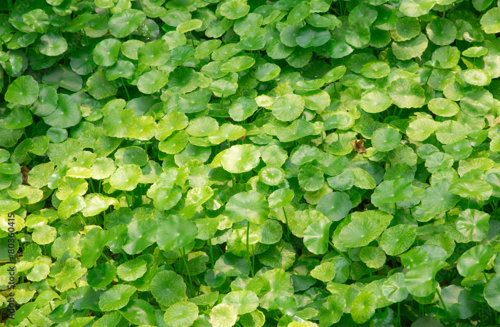 Group of Shield Pennywort