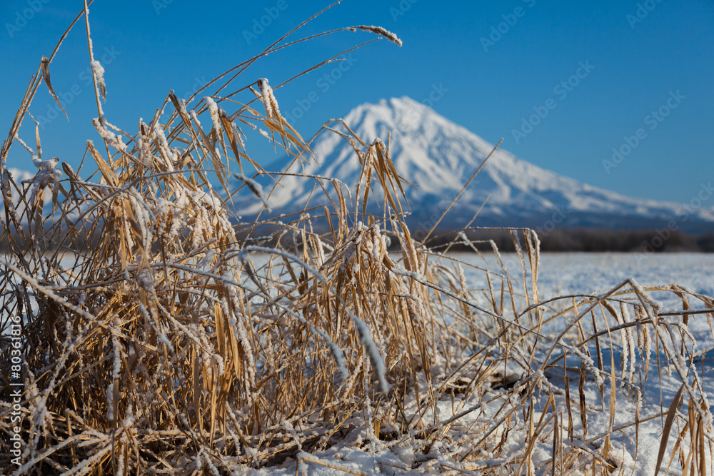 Fototapeta premium Dry grass sticking out of the snow. Mountains and hills.