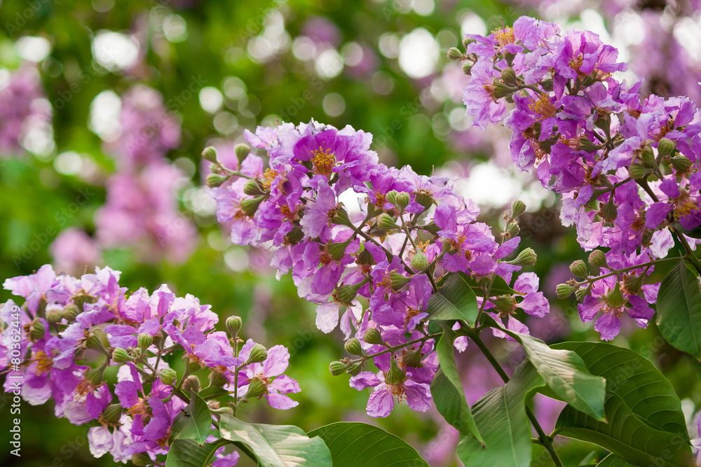 Lagerstroemia speciosa, Pride of India, Queen's flower Lagerstroemia speciosa, Pride of India, Queen's flower