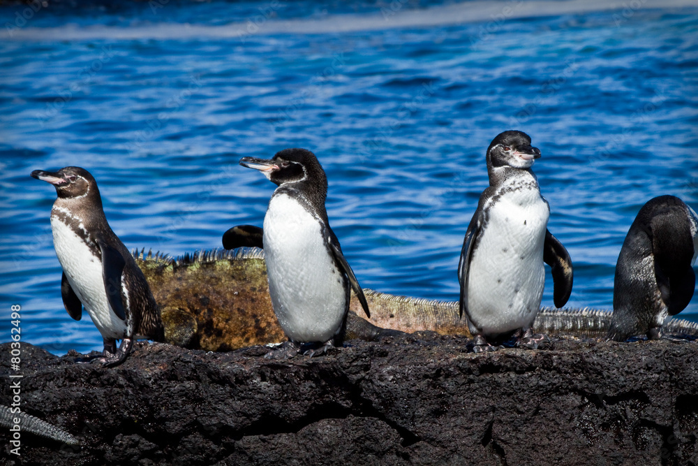 Group of penguins on a rock in the Galapagos Islands
