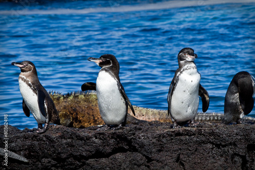 Obraz na płótnie Group of penguins on a rock in the Galapagos Islands w salonie