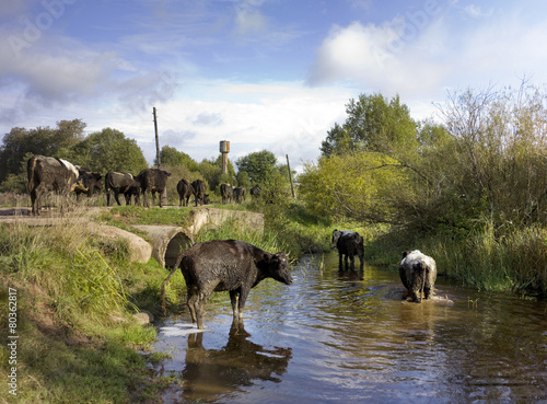 cows in russian village walking through river