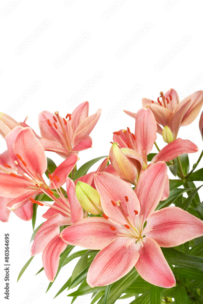 Lily flower isolated on white background