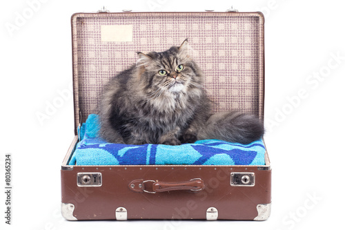 Persische Katze sitzt in Reisekoffer